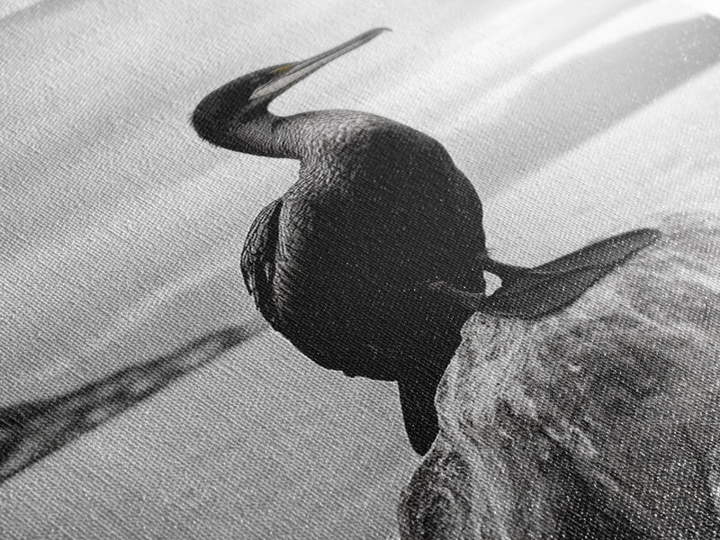 Coastal Bird Portrait